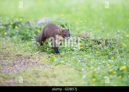 Baummarder (Martes Martes) Stockfoto