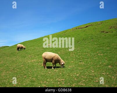 Alm mit Schafen, grünen Rasen und blauer Himmel Stockfoto