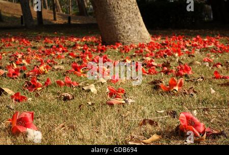 Welke Blüten des Red Silk Cotton Tree (Bombax Ceiba) liegen auf dem Boden Stockfoto
