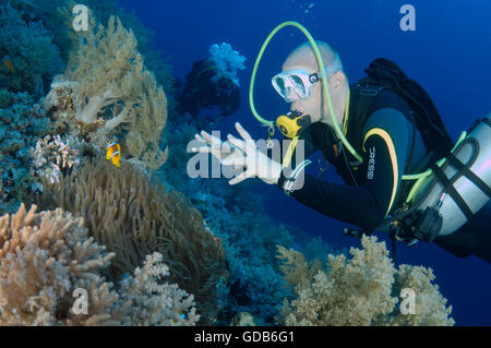 Männlichen Taucher mit einem zwei-banded Clownfische (Amphiprion Bicinctus), Rotes Meer, Ägypten, Afrika Stockfoto