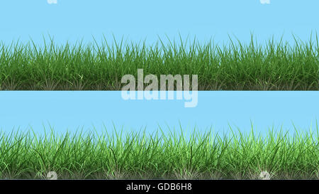 zwei verschiedene Linien des Grases frontalen Render auf Licht isoliert blau hochwertige Design-element Stockfoto
