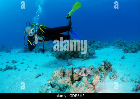 Männlichen Taucher mit weiss gefleckten Kugelfisch (Arothron Hispidus), Shark Yolanda Riff, Ras Mohammed Nationalpark, Sinai Stockfoto