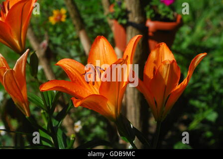 Taglilie, hemerocallis fulva, orange Taglilie Stockfoto