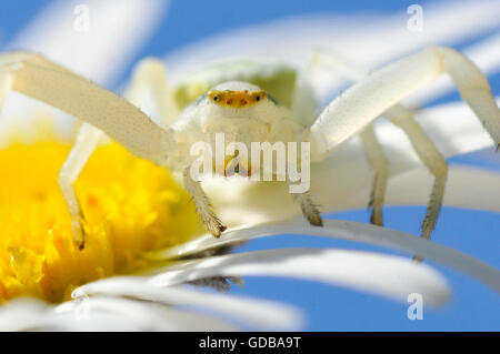 Makroaufnahme einer Krabbenspinne (Misumena Vatia) gesehen von vorn auf Daisy Blume Stockfoto