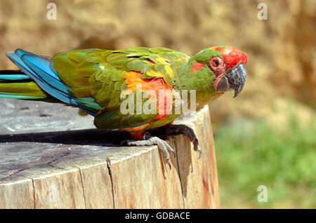 Closeup Soldatenara (Ara Militaris) auf Holzstamm, Profil angesehen Stockfoto