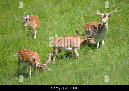 Gruppe von Damhirsch (Dama Dama) Wandern in Rasen Stockfoto