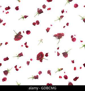 Wiederholbare Hintergrund verblassen, fliegen, Rosen und Rosenblätter in dunklen Rot, Studio fotografiert mit Gegenlicht, isoliert auf weiss Stockfoto