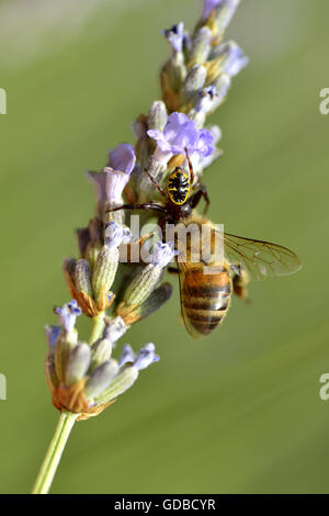 Krabbenspinne (Synema Globosum) Essen fliegen auf Lavendel Blume Stockfoto