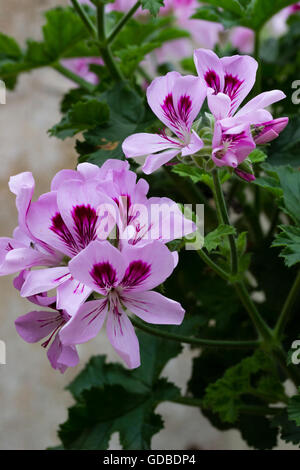 Attraktive Sommerblumen von duftenden großblättrige Immergrün Geranien, Pelargonien "Copthorne" Stockfoto