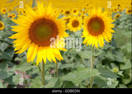 Ein lebendiges Sonnenblumenfeld in voller Blüte, mit zwei großen Sonnenblumen im Vordergrund, die ihre leuchtend gelben Blütenblätter und Details zeigen Stockfoto