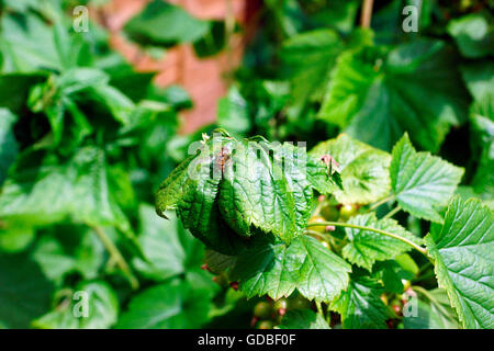 HOVERFLY AUF SCHWARZEN JOHANNISBEERSTRAUCH Stockfoto