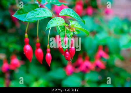 FUCHSIA IST BEREIT, BLUME NACH REGEN Stockfoto
