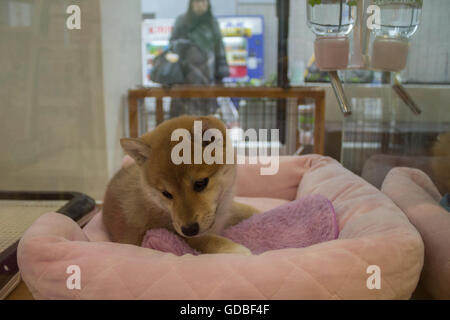 Shiba Inu Welpen bei einem Haustier speichern in Tokio Japan Stockfoto