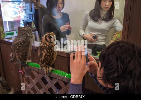 Japanische Besucher fotografieren von Eulen in Tokio Eule Café. Stockfoto