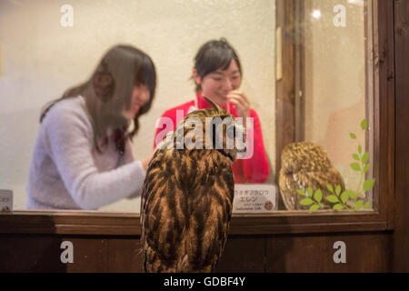 Japanische Mädchen in Owl-Café in Tokio, Japan Stockfoto