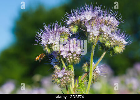 Blaue Phacelia Nektar reichen Blumen (Phacelia Tanacetifolia) Stockfoto