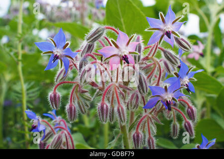 Borretsch Blumen - Borrango officinalis Stockfoto