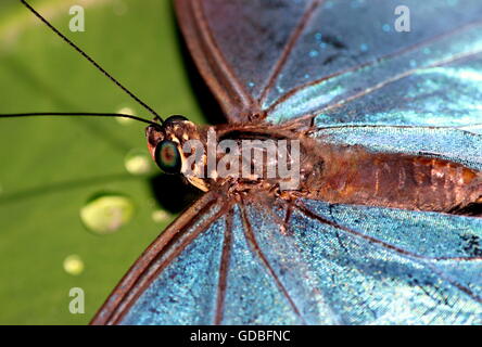 South American Peleides Blue Morpho (Morpho Peleides) alias Kaiser Schmetterling, extreme Nahaufnahme von schillernden blauen inneren Flügel Stockfoto