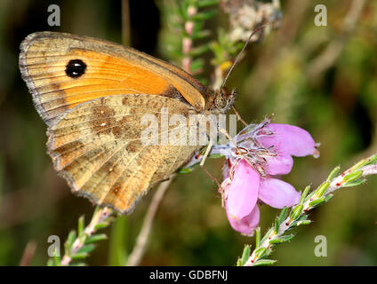 Gatekeeper oder Hecke braun Schmetterling (Pyronia Tithonus) auf Futtersuche auf Glockenheide (Erica Tetralix) - ventralen anzeigen Stockfoto