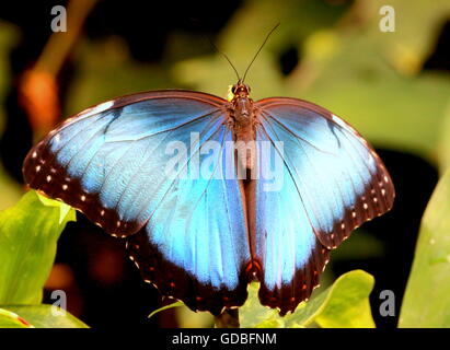 South American Peleides Blue Morpho (Morpho Peleides) auch bekannt als Kaiser Schmetterling Stockfoto