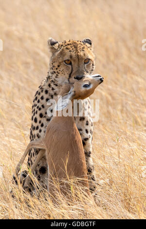 Gepard mit einem kill Stockfoto