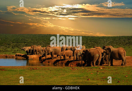 Trupp, Herde Elefanten, Loxodonta Africana, trinken am Wasserloch am späten Nachmittag im Addo Elephant National Park Stockfoto