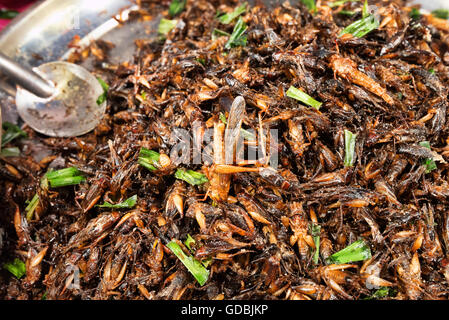 Garküchen und Restaurants verkaufen Insekten, Bangkok, Thailand. Stockfoto