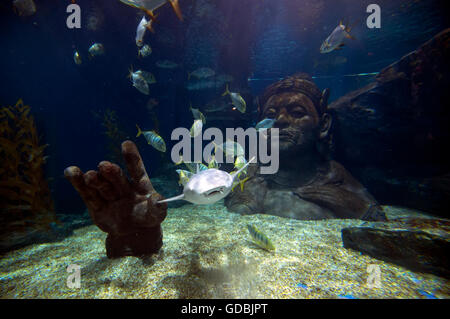 Innenraum der Siam Ocean World, Südostasiens größtes Aquarium, Einkaufszentrum Siam Paragon, Bangkok, Thailand. Stockfoto