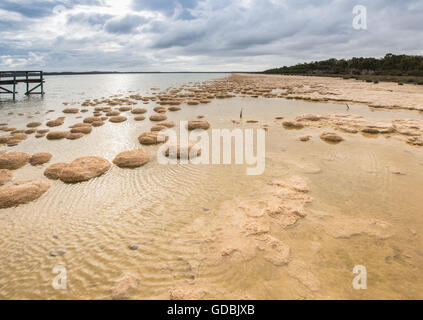 Lake Clifton Thrombolites sind sehr empfindlich, so dass eine Beobachtung Gehweg für Besucher genießen diese unglaubliche fo gebaut wurde Stockfoto