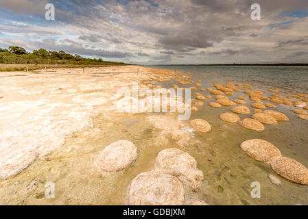 Lake Clifton Thrombolites sind sehr empfindlich, so dass eine Beobachtung Gehweg für Besucher genießen diese unglaubliche fo gebaut wurde Stockfoto