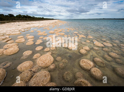 Lake Clifton Thrombolites sind sehr empfindlich, so dass eine Beobachtung Gehweg für Besucher genießen diese unglaubliche fo gebaut wurde Stockfoto