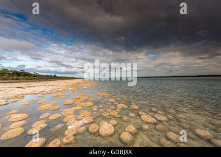 Lake Clifton Thrombolites sind sehr empfindlich, so dass eine Beobachtung Gehweg für Besucher genießen diese unglaubliche fo gebaut wurde Stockfoto