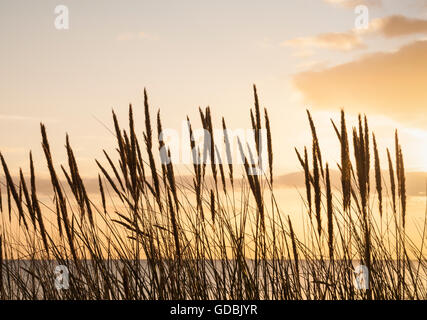 Dünengebieten Grass (Ammophila Arenaria) auf Sanddünen am Strand von North Gare, Teesmouth Naturreservat in der Nähe von Hartlepool. UK Stockfoto
