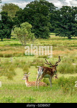 Herde Damhirsche (Dama Dama), Weiden, entspannen und während der Juli 2016 British, Mini-Hitzewelle im Schatten kühl zu halten. Stockfoto