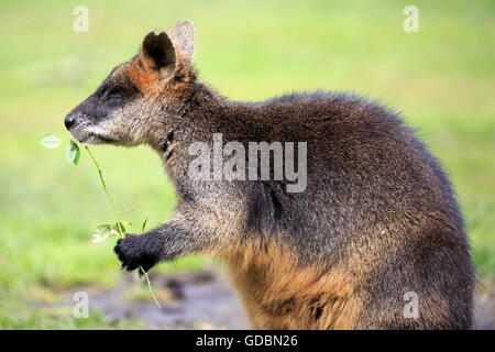 Bennett Wallaby (Macropus Rufogriseus) Stockfoto