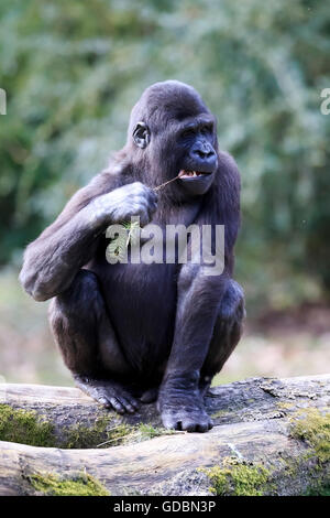 Flachlandgorilla (Gorilla Gorilla), in Gefangenschaft Stockfoto