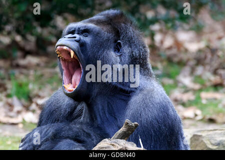 Flachlandgorilla (Gorilla Gorilla), in Gefangenschaft Stockfoto