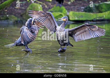 schwarzer Kormoran (Phalacrocorax Carbo), gefangen Stockfoto