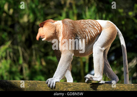 Langnasen-Affe, (Nasalis Larvatus), gefangen Stockfoto