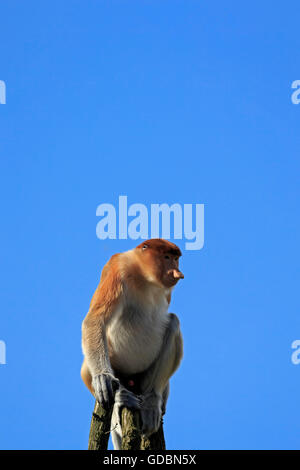 Langnasen-Affe, (Nasalis Larvatus), gefangen Stockfoto