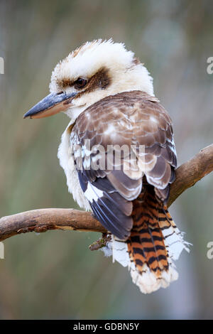 lachende Kookaburra, Novaeguineae), gefangen Stockfoto