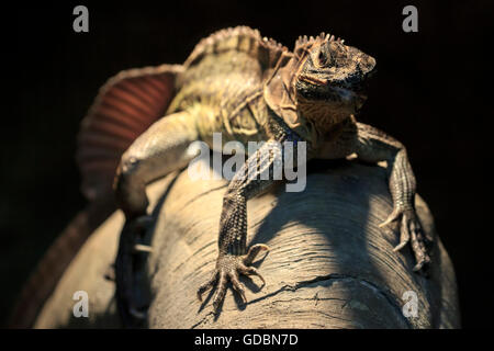 Crested Eidechse, (Hydrosaurus Pustulatus), gefangen Stockfoto