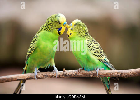 Wellensittich (Melopsittacus Undulatus), gefangen Stockfoto