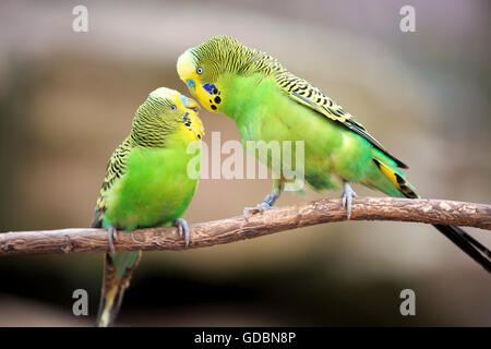Wellensittich (Melopsittacus Undulatus), gefangen Stockfoto