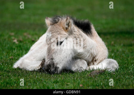 Wildes Pferd Duelmen Duelmen, Nordrhein-Westfalen, Deutschland Stockfoto