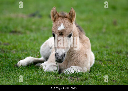 Wildes Pferd Duelmen Duelmen, Nordrhein-Westfalen, Deutschland Stockfoto