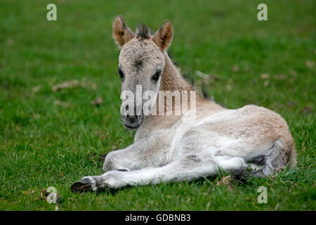 Wildes Pferd Duelmen Duelmen, Nordrhein-Westfalen, Deutschland Stockfoto