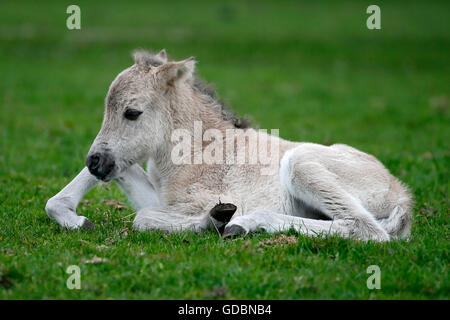 Wildes Pferd Duelmen Duelmen, Nordrhein-Westfalen, Deutschland Stockfoto