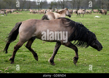 Wildes Pferd Duelmen Duelmen, Nordrhein-Westfalen, Deutschland Stockfoto