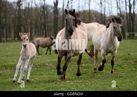 Wildes Pferd Duelmen Duelmen, Nordrhein-Westfalen, Deutschland Stockfoto